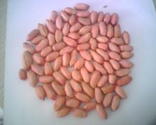 Shandong peanut kernels _34/38 long typw