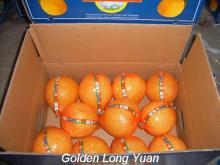Fresh pomelo