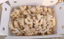 China Fresh Ginger