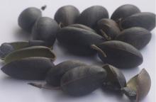 5-HTP