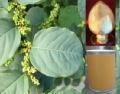 Resveratrol