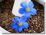  Flaxseed  Extract