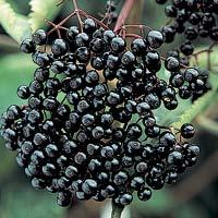 Black Currant Extract