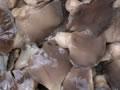  pleurotus  in  brine 