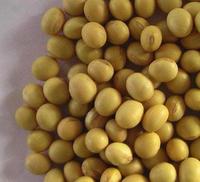 Soy Protein Isolate