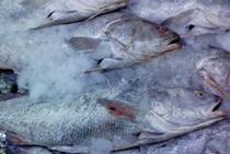 Mackerel FIsh