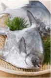 White Pomfret