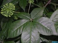 Siberian Ginseng extract