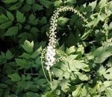 Black Cohosh  Triterpenoid  saponis