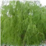 White Willow Bark P.E