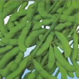 Soybean P.E