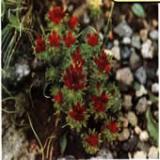 Rhodiola Rosea P.E