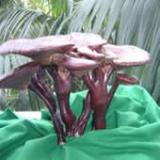 Cracked Ganoderma Spores Powder