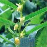 Cassia nomame P.E.