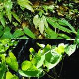 Epimedium Herb P.E.