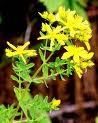 St. Johns Wort P.E.