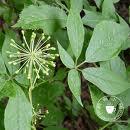 Siberian Gingseng P.E