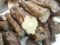 Kudzu Root P.E