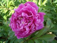  Peony  P.E.