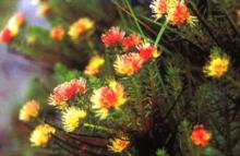  Rhodiola  Rosea  Extract 