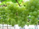  Grape   Seed  P.E