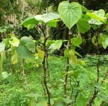 Kava Extract
