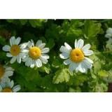 Feverfew Extract