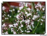 Valerian Extract