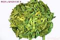  Senna   Leaves 