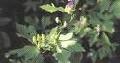 Aconitum ambiguum
