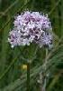 Valerian Extract
