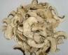  Dehydrated   mushroom   slices 