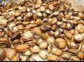 Live African ABALONE (Haliotis  mida e)
