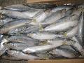 frozen mackerel 60-80