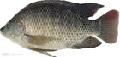 tilapia