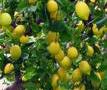 Lemon extract for beverages