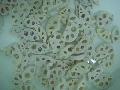 quick frozen sliced lotus root