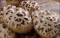 fresh  flower   shiitake 