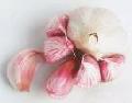 Fresh  solo   garlic  ,2010 new season!