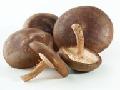 Fresh mushrooms