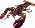 Lobster
