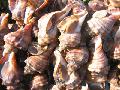 Conch