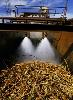 Edible Sugar and edible oils for sale