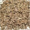  Dill - Seeds 