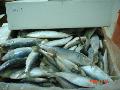 Frozen Sardines