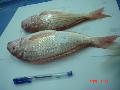Japanese  Threadfin   Bream 