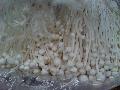 Enoki Mushroom