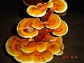 Ganoderma Lucidum