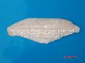 CHANNEL CATFISH