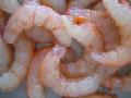 PUD Red shrimp